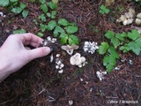 Clitocybe sclerotoidea image