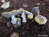 Amanita umbrinidisca image