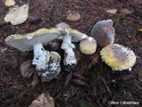 Amanita umbrinidisca image