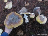 Amanita umbrinidisca image