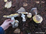 Amanita umbrinidisca image