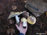 Amanita umbrinidisca image