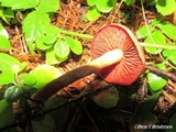 Cortinarius smithii image