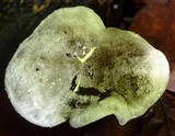 Arthromyces claviformis image
