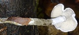 Arthromyces claviformis image