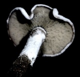 Arthromyces claviformis image