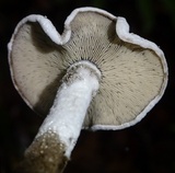 Arthromyces claviformis image