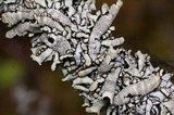 Hypogymnia occidentalis image