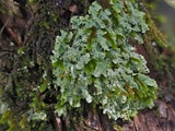 Physcia atrostriata image