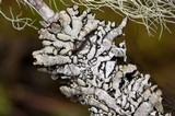 Hypogymnia occidentalis image