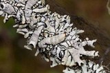 Hypogymnia occidentalis image