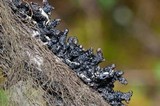 Hypogymnia occidentalis image