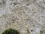 Acrocordia conoidea image