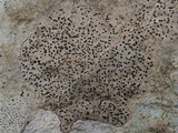 Acrocordia conoidea image