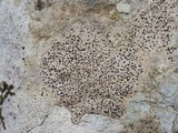 Acrocordia conoidea image