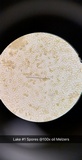 Phallus hadriani image