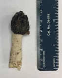 Phallus hadriani image