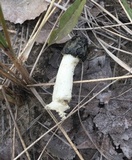 Phallus hadriani image
