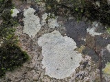 Verrucaria baldensis image