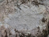 Verrucaria baldensis image