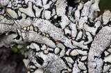 Hypogymnia occidentalis image