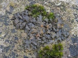 Lempholemma polyanthes image