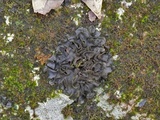 Leptogium cyanescens image