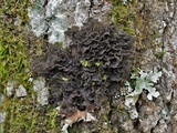 Leptogium austroamericanum image