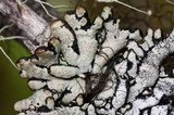 Hypogymnia occidentalis image