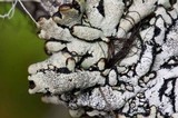 Hypogymnia occidentalis image