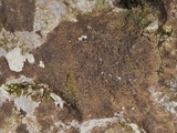 Verrucaria nigrescens f. nigrescens image