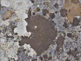 Verrucaria nigrescens f. nigrescens image