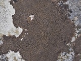 Verrucaria nigrescens f. nigrescens image