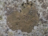 Verrucaria nigrescens f. nigrescens image