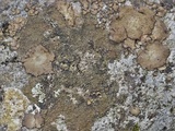 Verrucaria nigrescens f. nigrescens image