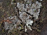 Pannaria tavaresii image