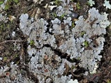 Pannaria tavaresii image