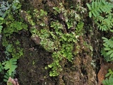 Pseudocyphellaria aurata image