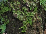 Pseudocyphellaria aurata image
