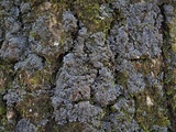 Fuscopannaria leucosticta image