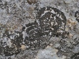 Image of Placynthium petersii
