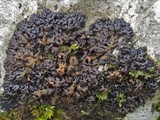 Collema pustulatum image