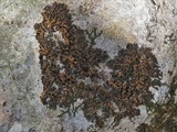 Collema pustulatum image