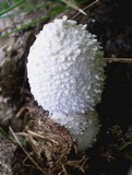 Coprinopsis nivea image