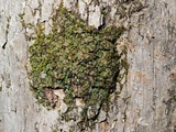 Placidium arboreum image