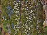 Placidium arboreum image