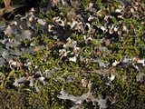 Peltigera praetextata image
