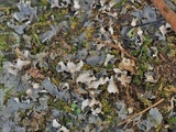 Peltigera praetextata image