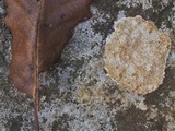 Image of Petractis farlowii