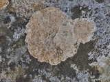 Petractis farlowii image